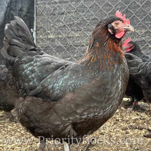 Black copper maran - 12+,