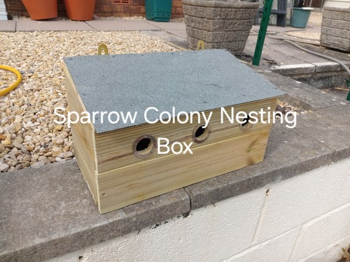 Sparrow colony nest box house - colony,