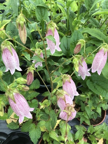 Campanula pink chimes - pink,