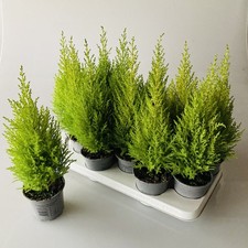4x Wilma Cupressus Goldcrest