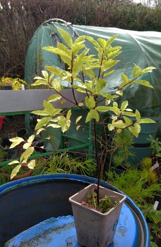 Chatham cheesewood pittosporum - chatham, cheesewood/pittosporum