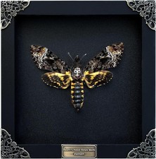 Real Death Head Moth Black