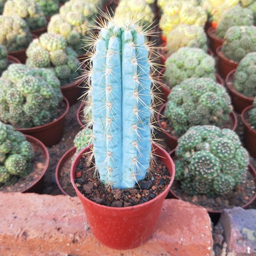 12cm succulent cactus - cactus, plant