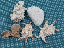 Vintage Shell/Mineral Collection - Desert Rose, Brain Coral, Lambis Chiragra