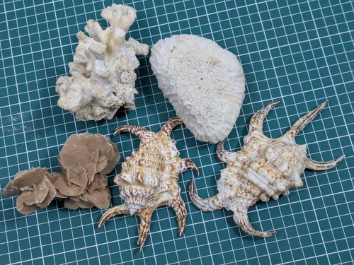 Vintage shell mineral - vintage, shell/mineral