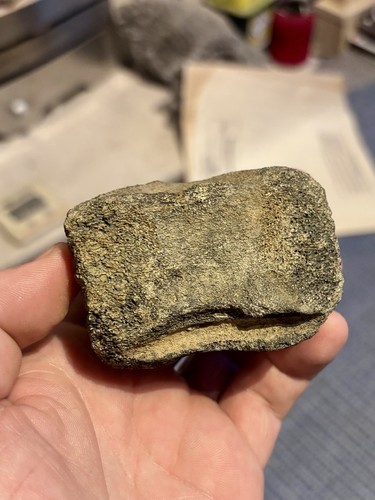 Dolphin vertebrae fossil - dolphin,