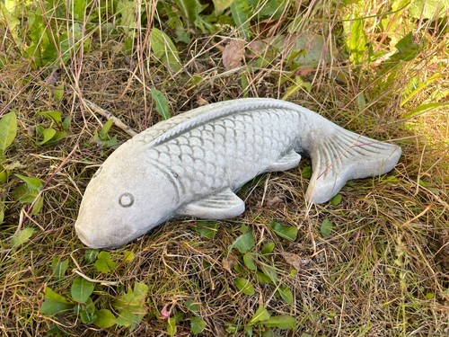 Koi carp fish - koi, stone