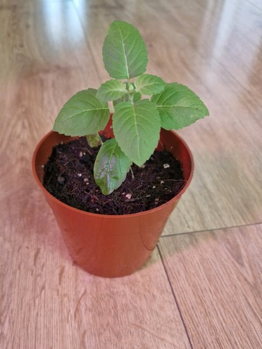 Tulsi holy basil - tulsi,