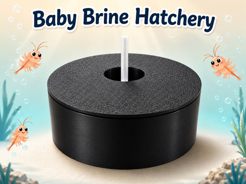 Baby brine shrimp - shrimp, hatchery
