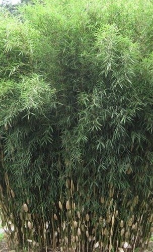 Fargesia robusta pingwu - fargesia,