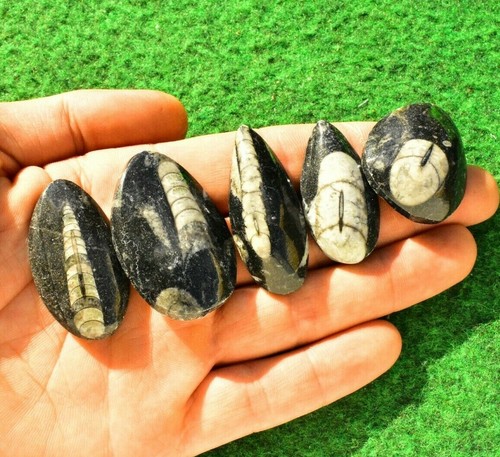 Orthoceras fossil 4cm palm - 1,
