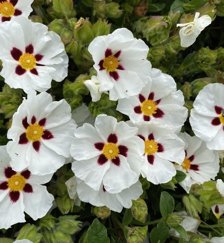 Cistus snowfire rock - cistus, rose