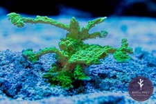Green ELC Branching Monti Montipora SPS Coral Frag Reef not Soft LPS Hammer