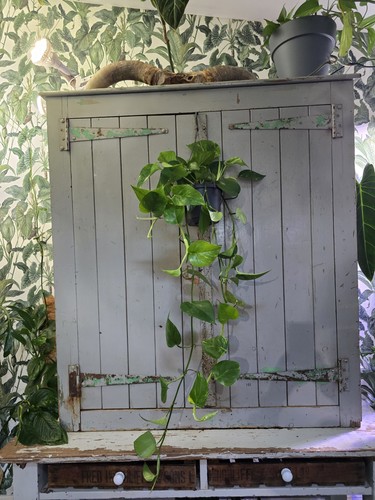 Large trailing golden pothos - trailing,