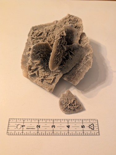 Large desert rose - rose, selenite