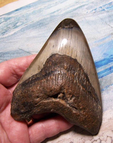 Megalodon shark tooth 8 - shark, 5/8"