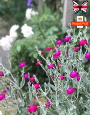 Lychnis Coronaria 🌸 Rose