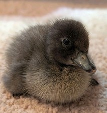 6 duck hatching eggs. Khaki
