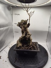 Vitex negundo (A living bonsai