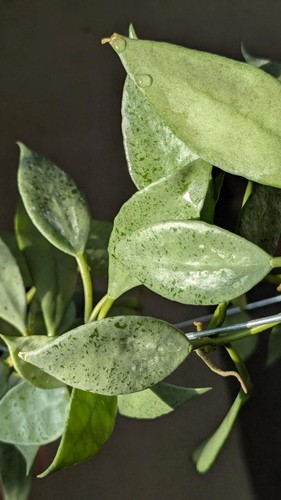 Hoya lacunosa mint node - hoya, 3-node