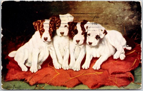 Postcard jack russell terrier - jack,