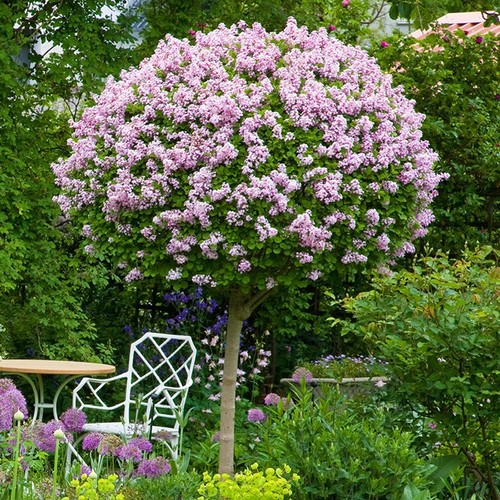 Syringa meyeri palibin dwarf - syringa,