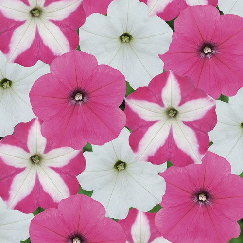 Petunia frenzy candyfloss - f1,