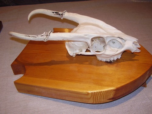 Muntjac taxidermy skull shield - muntjac,