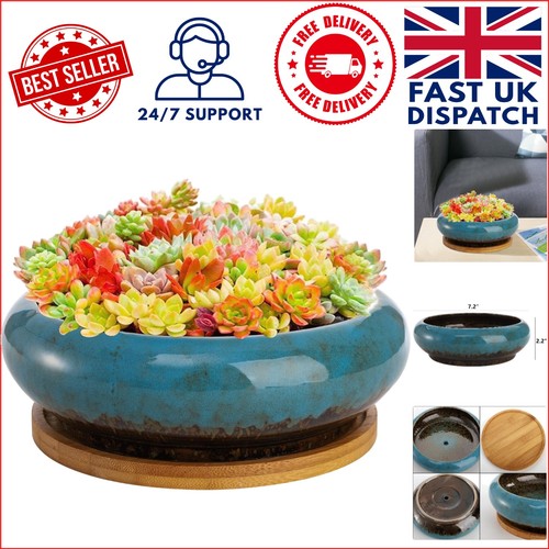 Stylish round 18cm succulent - 18cm,