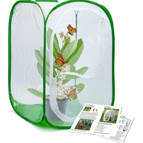 Luxury pop butterfly - luxury,