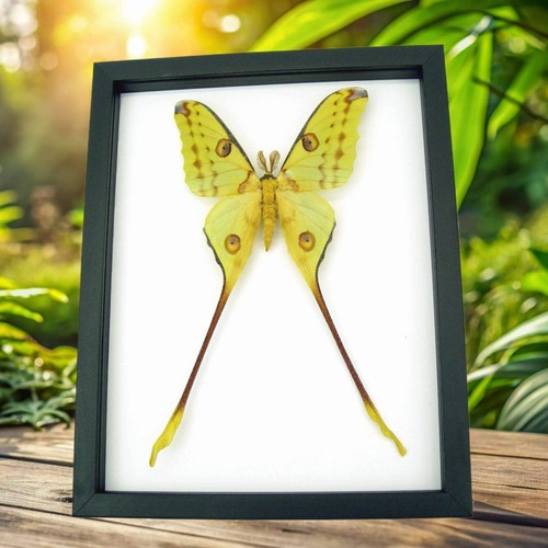 Giant comet moth - giant,