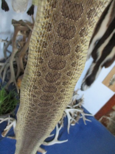 Rattlesnake skin prairie - rattlesnake,