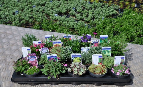 Different alpine rockery - different,