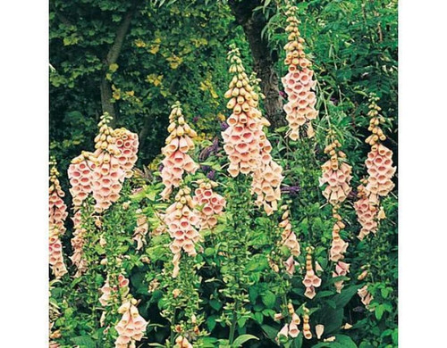 Flower digitalis foxglove - flower,