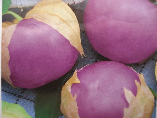 Russian cape gooseberry seeds - russian,