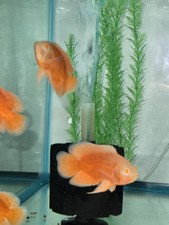 Red Chili  Oscar Live  Fish