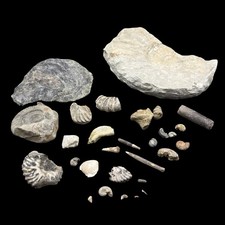 1kg british fossil - 1kg, dorset