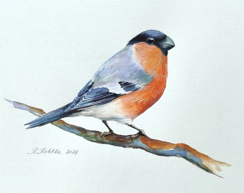 Bullfinch watercolour painting - bullfinch,