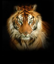 New Lion Tiger Leopard 10x8