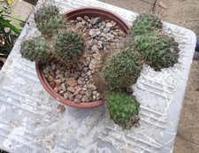 Cactus. Many years in my care now needs a new home.