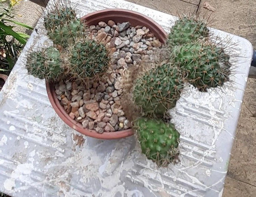 Cactus many years - years, my