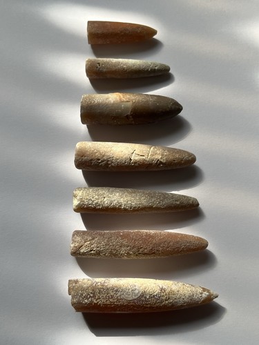 Belemnite set ancient squid - belemnite,