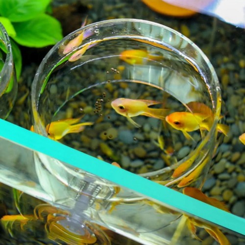 Fish feeding aquarium - feeding,