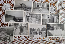 Vintage B&W UK Social History 50's 60's travel, people, animals, cars
