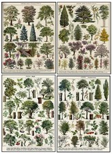 BOTANICAL PRINTS vintage TREE