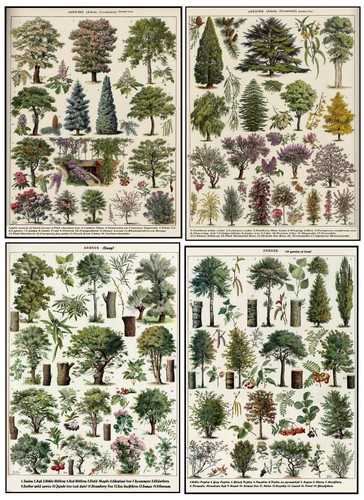 Botanical prints vintage - vintage, tree