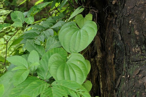 Indian wild yam - wild,