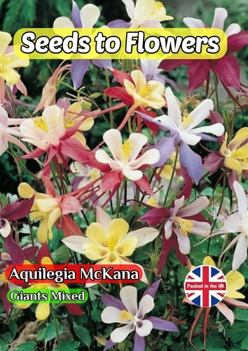 Aquilegia mckana giants - mckana,