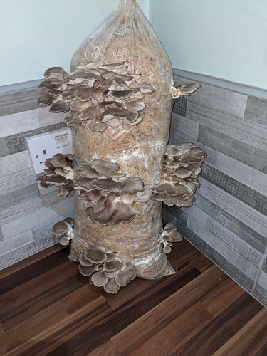 Mushroom grow kit phoenix - mushroom,