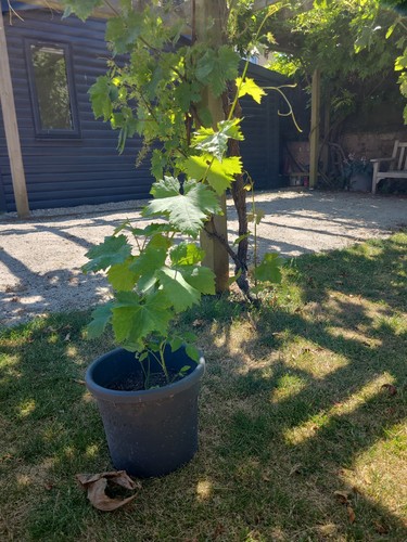 Mercer grape vine black - mercer, vine.